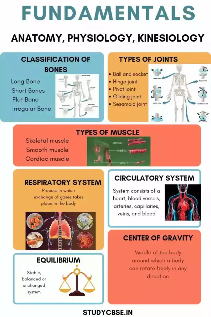 Fundamentals of Anatomy, Physiology And Kinesiology In Sports