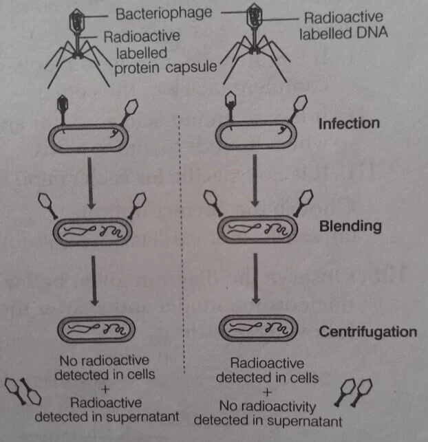 molecular basis of inheritance mcq