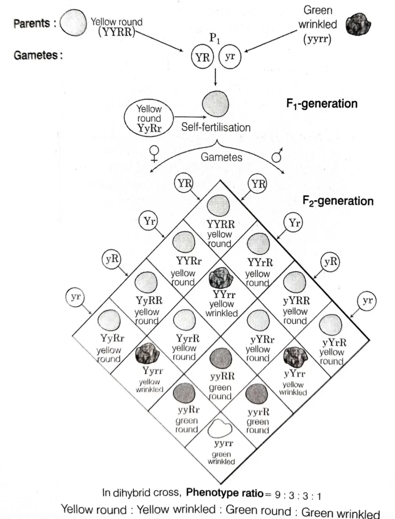 Heredity And Evolution Notes