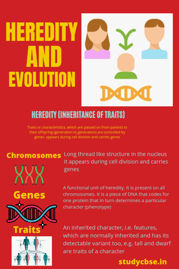 Heredity And Evolution Notes